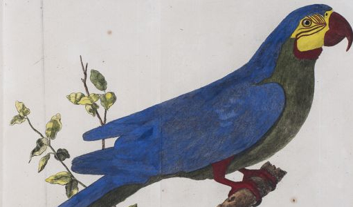 Rare and Wondrous: Birds in Art and Culture 1620-1820