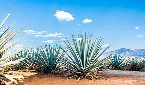 Tequila Tasting and Distillery Tour