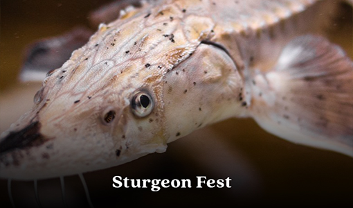 Sturgeon Fest