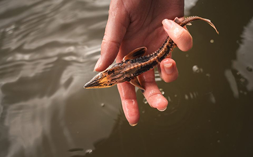 Sturgeon Fest