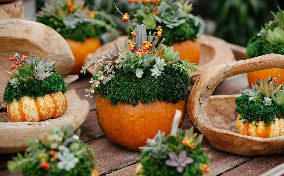 DIY Succulent Pumpkin Workshop at Hoen's Garden Center