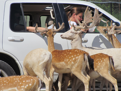 African Safari Wildlife Park