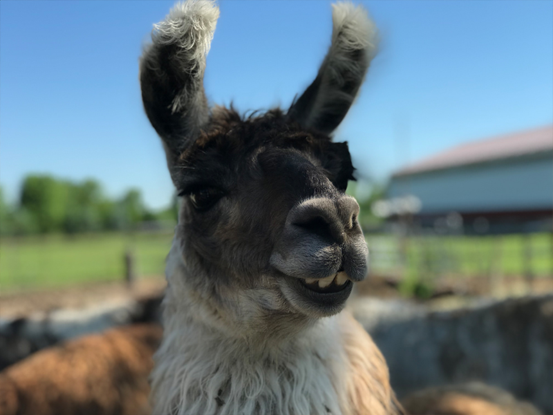 Bowlander Farm