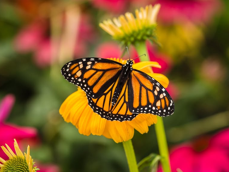 BUGfest at the Toledo Zoo