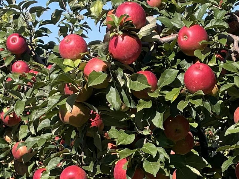 U-Pick Apples | MacQueen’s Orchard