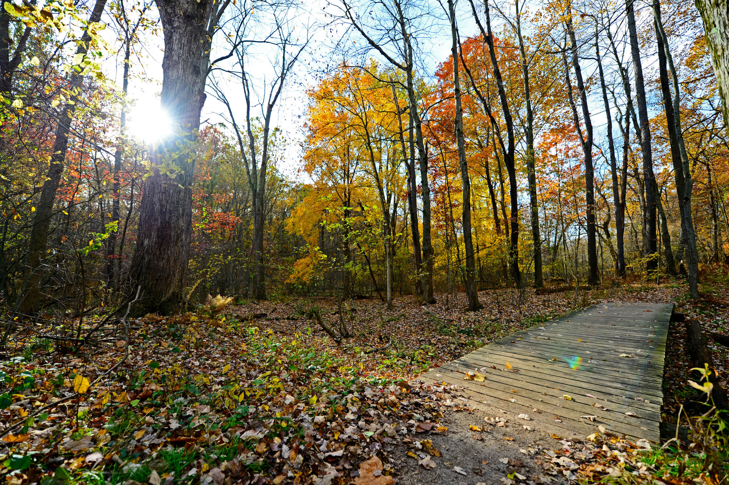 Fall in Love with Toledo’s Metroparks